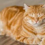 Spay Cat to Prevent Surprise Pregnancy, Uterine Infection and Mammary Cancer