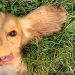 Canine Bladder Cancer Associated With Herbicides and Pesticides