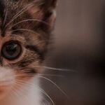 Pet Food Processed for Complete, Balanced Nutrition