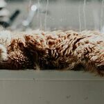Even Indoor Cats Need Rabies Vaccination