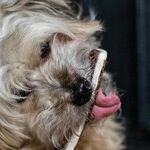 Dog's Cold, Wet Nose Doesn't Guarantee Good Health