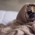 Flat-Faced Breeds Prone to Health Problems