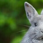 Celebrate Easter With Chocolate Bunny, Not Live One