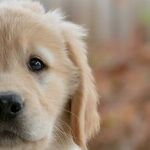 Sterilized Dogs Live Longer