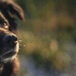 Medications Can Diminish Dog's Sense of Smell