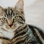 Hoarder Has Too Many Animals for Adequate Care