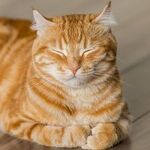 Pets Can Develop Compulsive Disorders