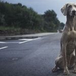 Dangerous to Transport Dog in Bed of Pickup Truck