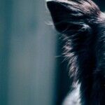 To Prevent Bites, Teach Children to Respect Dogs