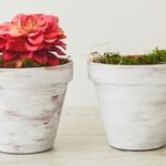 Prevent Cats From Using Potted Plants by Making Litter Boxes Appealing