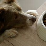 Aflatoxins in Pet Foods Sicken and Kill Dogs