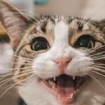 Many Treatment Options for Feline Hyperthyroidism