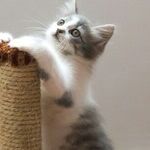 Cat Scratching Posts Must Be Tall, Stable and Numerous