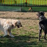 Protect Dog From Intestinal Parasites With Monthly Dewormer