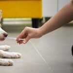 Chocolate Toxic to Dogs