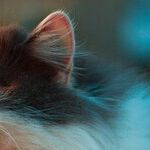 Treat Cat to Outdoor Adventure With Cat-Safe Enclosure