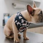 Don't Ignore Dog's Animal Hospital Aggression
