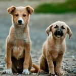 Treatments Help Dogs With ALS-Like Disease