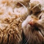Ear Mites Contagious to Pets, Not People