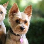 Collapsing Trachea Causes Dry, Honking Cough in Small Dogs