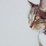 Living With Pets Protects Children From Allergies
