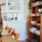Parasites Commonly Infect Indoor Cats