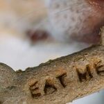 Byproducts in Pet Food Provide Nutrients Missing From Muscle Meat