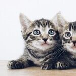 Wobbly Kitten With CH Can Have Good Quality of Life