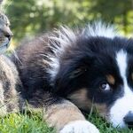 Pets Transfer Poison Ivy Oil to People