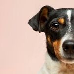 Dog's Gastrointestinal Problem Can Cause Floor Licking