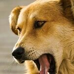 Better Treatments For Nuisance Barking Than Devocalization