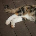 Calico and Tortoiseshell Cats Usually Female