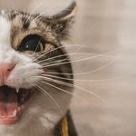 While Pregnant, Keep Cat, but Avoid Toxoplasmosis