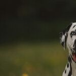Use Hand Signals to Train Deaf Dog