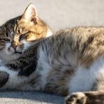 Overweight Cats Risk Serious Disease