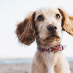 Loud Noise Can Damage Dog's Hearing