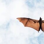 Undetectable Bat Bite Can Transmit Rabies