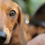 Young Dog's Skin Mass May Disappear Without Treatment