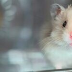 Ensure Hamster Is Friendly Before Adopting