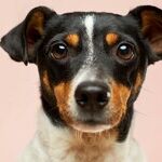 Dogs That Eat High-Fat Snacks Risk Pancreatitis