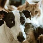 Ingested Pennies Toxic to Pets