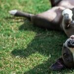 Contagious, Deadly Parvovirus Persists in Environment