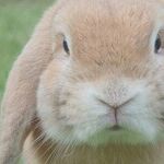 Grass Hay Should Be Freely Available To Pet Rabbit