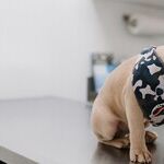 Buy Pet Health Insurance or Start Pet Care Savings Account