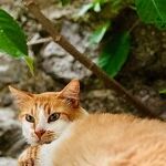 Foxglove Plants Toxic to Pets