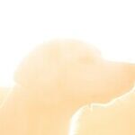 Excessive Sun Exposure Causes Sunburn and Skin Cancer in Dogs