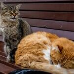 Yowling Common in Elderly Cats