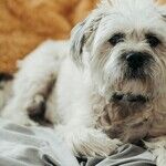 Small Dogs Live Longer Than Large Dogs