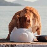 Senior Cats Don't Require Senior Cat Food