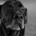 Healthy Lifestyle May Lessen Dog's Cancer Risk